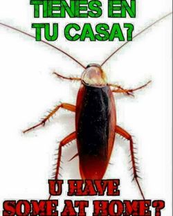 cucarachas pulgas fleas roaches