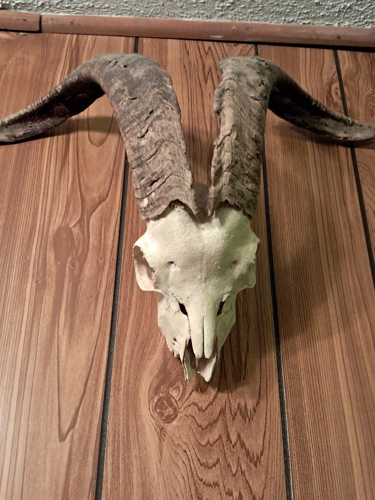 Real Goat Skull 