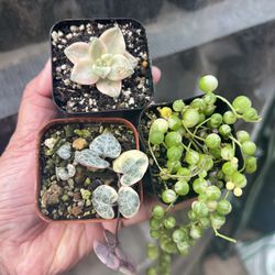 A Trio Of Cute Succulents 