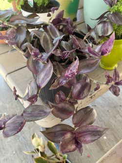 Trandescantia Plant