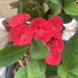 Corona de Cristo flor roja en maceta de cinco galones