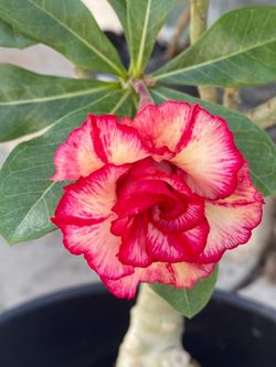 Flor de l desierto