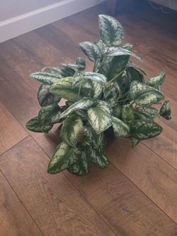 Live Plant 14 inch pot, Scindapsus Pothos ❤️