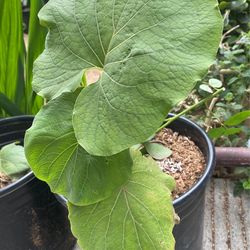Planta De Hoja Santa