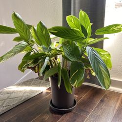 Lush Prayer Plant