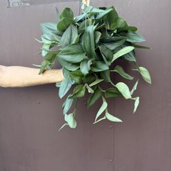 6” Scindapsus Moonlight