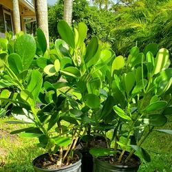 Clusia plants price includes installation 15g 7g 3g