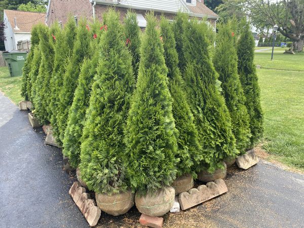 56ft Emerald Green Arborvitae 60/each delivered for