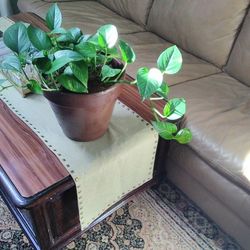 Plant