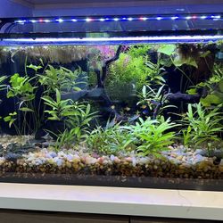 20 Gallon Low Iron Glass Nuvo Fusion Aquarium