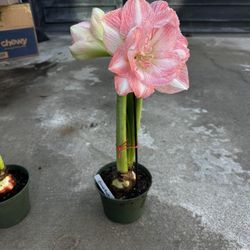 Amaryllis 
