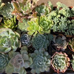 4 inch Succulents listed at $3 each Located In COVINA 