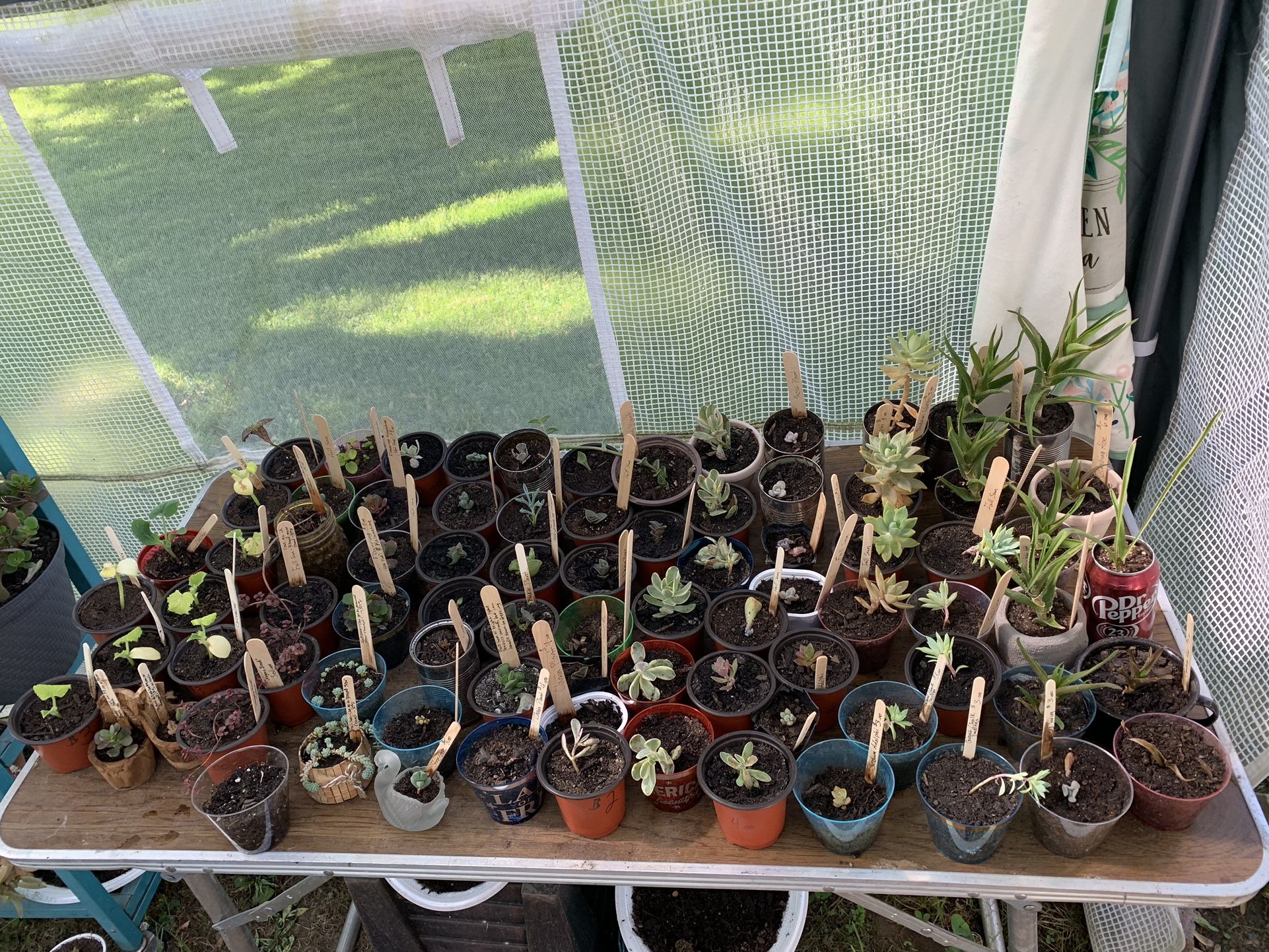 PLANTS FOR SALE!!