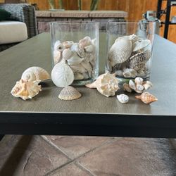 Shells, Rocks, Seashells, Sand Dollars Coral Beachy Decoration Vase