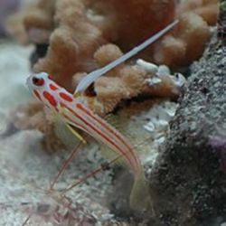 Saltwater Reef Corals & More In LA