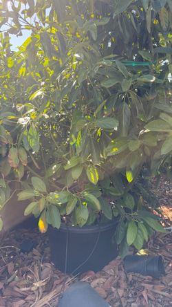 Avocado Tree