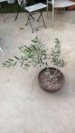 Olive tree