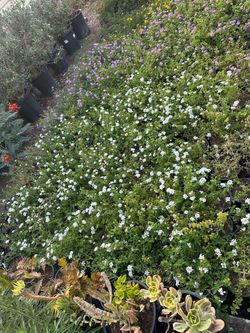 Lantana ground cover