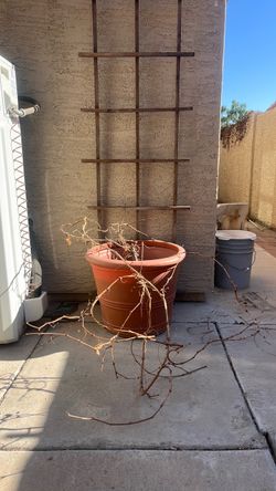 Large plastic pot with garden trellis