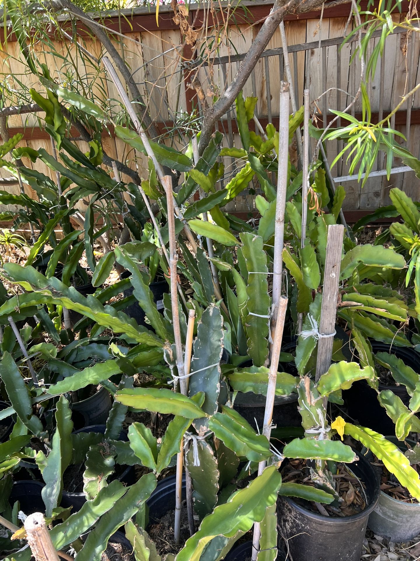 Dragon Fruit Plants 5-6 Feet Tall Sale! $20.00