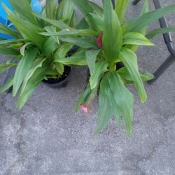Pretty Calla Lilies Ready To Plant