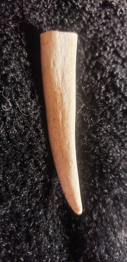 Real Deer Antler Tip