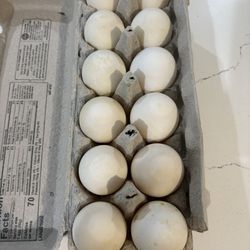 Duck Eggs 