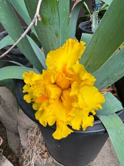 Iris in 5 gallon