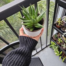 Succulent for Sale! 🌵