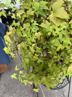 Ivy Potted Plant Live