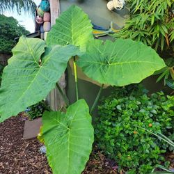 Elephant Ears
