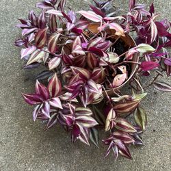 Plants 