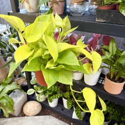 Plants (6”pot🌿Neon pothos )