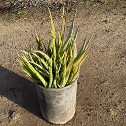 🌵 5-Gallon Aloe Plant