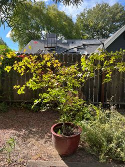 Garden Plants for sale