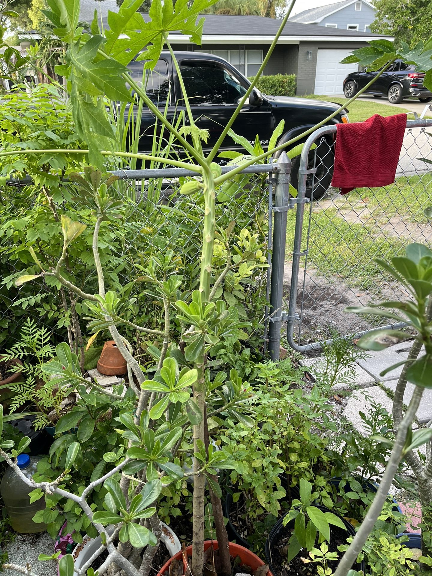 Small Fruit Plants , Large Lemon Plants, Popaya, Mah Kohk, Range Price ,20 To 80 Dollars Depending On The Plant