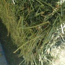 Alfalfa Hay