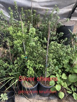 * pittosporum tenuifolium * silver sheen *many other plants available*