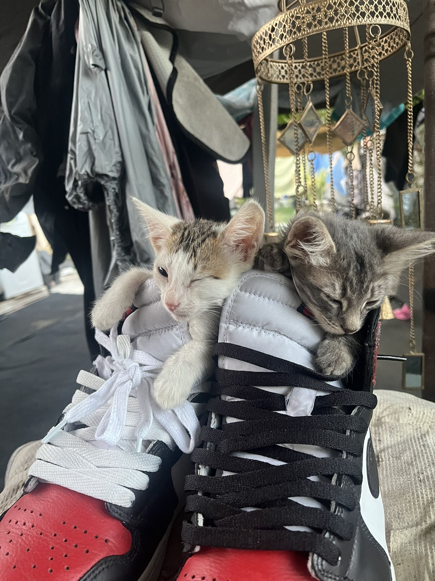 Puppy Jordans Dog Sneakers Jordans Air Jordan Bred Reimagined