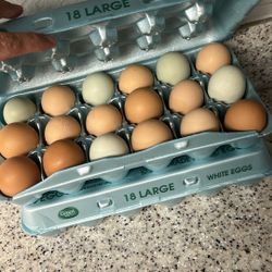 Fresh Eggs 