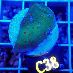 $100 4 Pack Saltwater Reef Fish Tank Decor Aquarium Decor