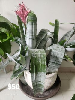 Moving sale - hard to let go plants