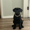 Hector 