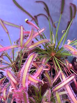 Large Healthy Cape Sundew (Drosera capensis) Carnivorous Plant – Established Clump