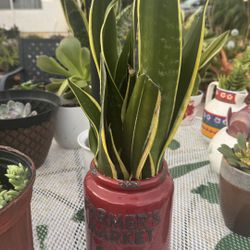 Plants (Buy 1 Take 1 $50) 