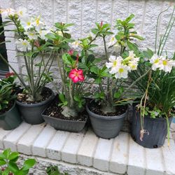pretty desert roses