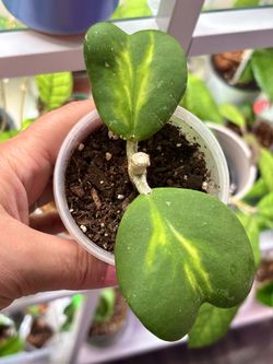 Hoya Kerri Sweetheart