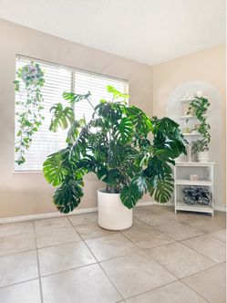 HUGE Monstera 🌿 / XL Large House Plant Tree