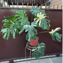 monstera thai mint Mint Monstera White Monster Low Color Large