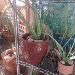 Aloa Vera Plants In Ceramic Pot 